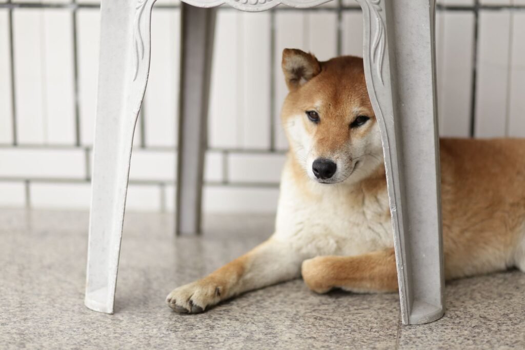 A Shiba Inu dog relaxes comfortably under a table inside a bright room.